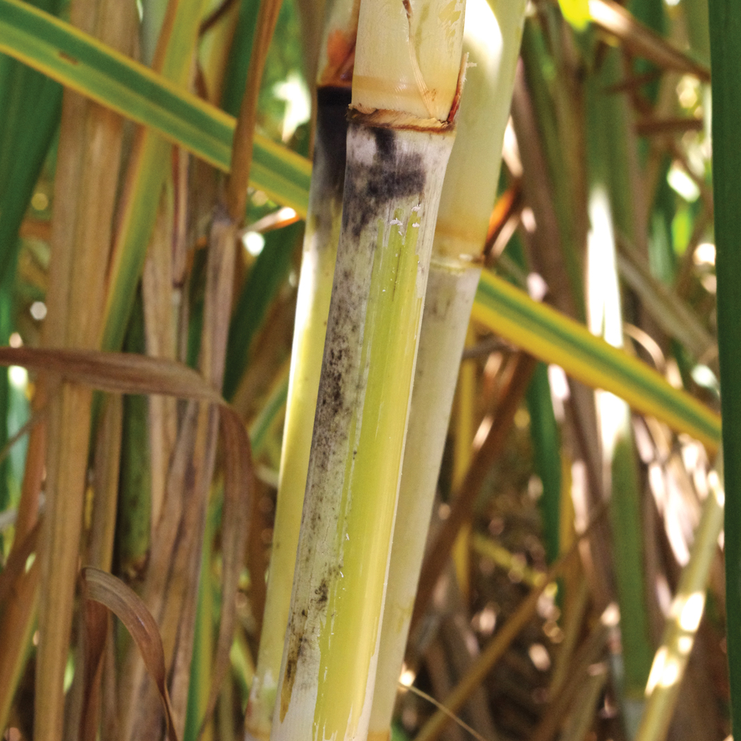 Stalk color under the wax layer – Greenish yellow; very slight bud groove.
